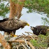 White-tailed eagle Haliaeetus albicilla, adult and chick at nest site, Beinn Eighe NNR, North-west Scotland, UK, June
